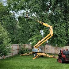 How Our Tree Care Process Works  in Opa Locka, FL