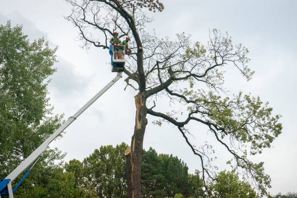 Best Emergency Tree Removal  in Opa Locka, FL